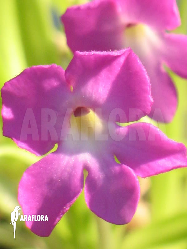 Pinguicula moctezumae