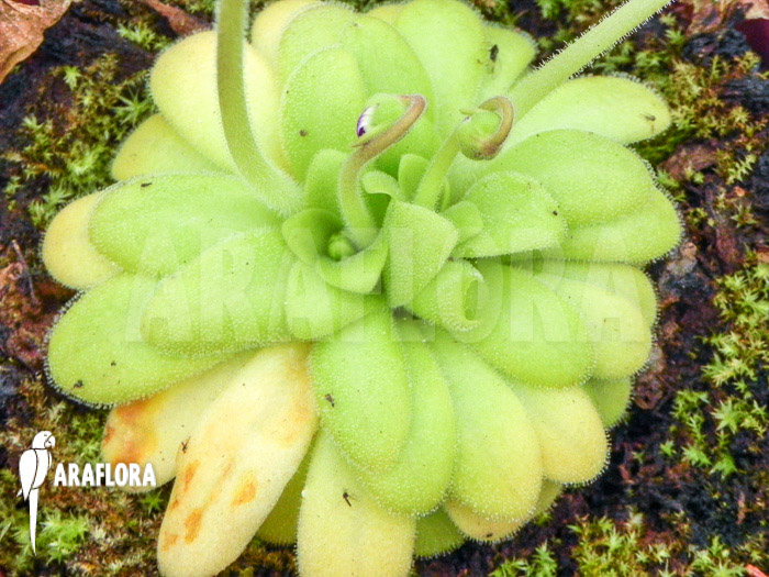 Pinguicula moctezumae x agnata