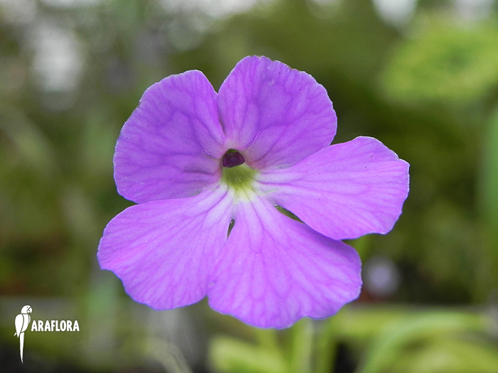 Pinguicula moctezumae x ‚Gigantea‘