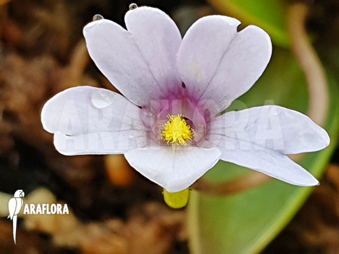 Pinguicula planifolia