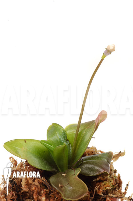 Pinguicula planifolia