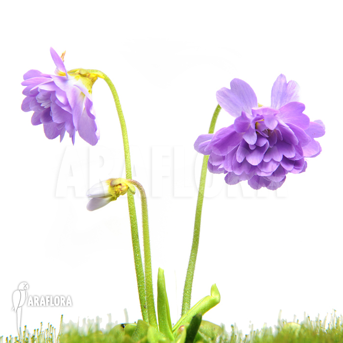 Pinguicula primuliflora ‚Rose‘