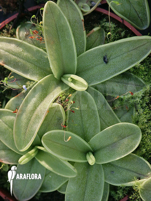 Pinguicula primuliflora ‚Rose‘