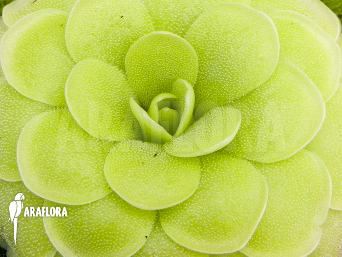 Pinguicula x ‚Tina‘