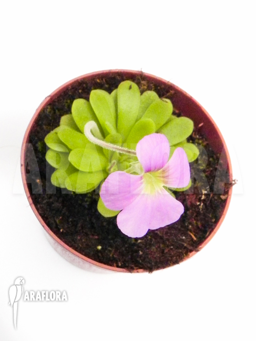 Pinguicula x ‚Tina‘
