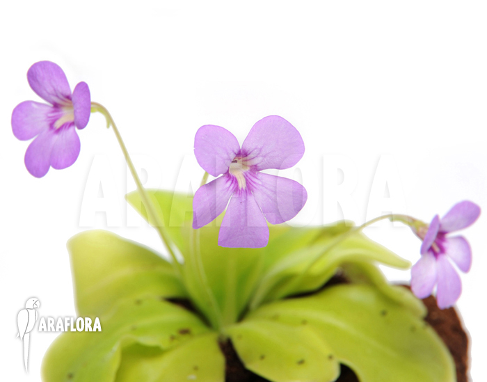 Pinguicula x ‚Tina‘