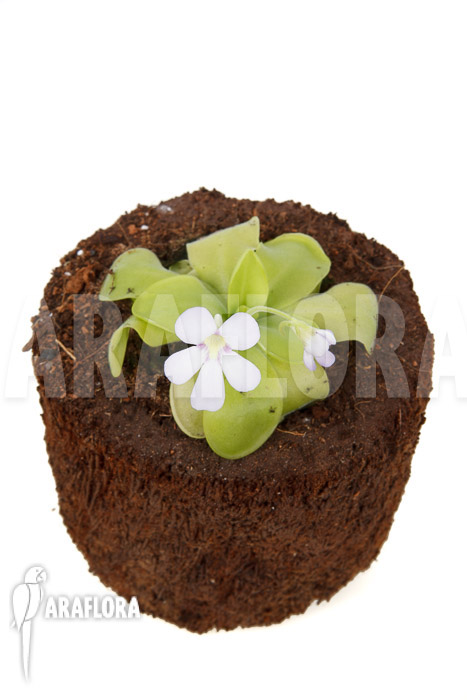 Pinguicula x ‚Weser‘ ‚Alba‘