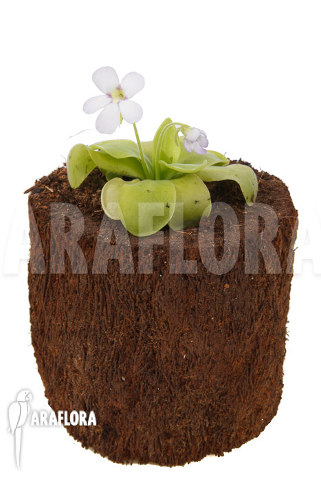 Pinguicula x ‚Weser‘ ‚Alba‘