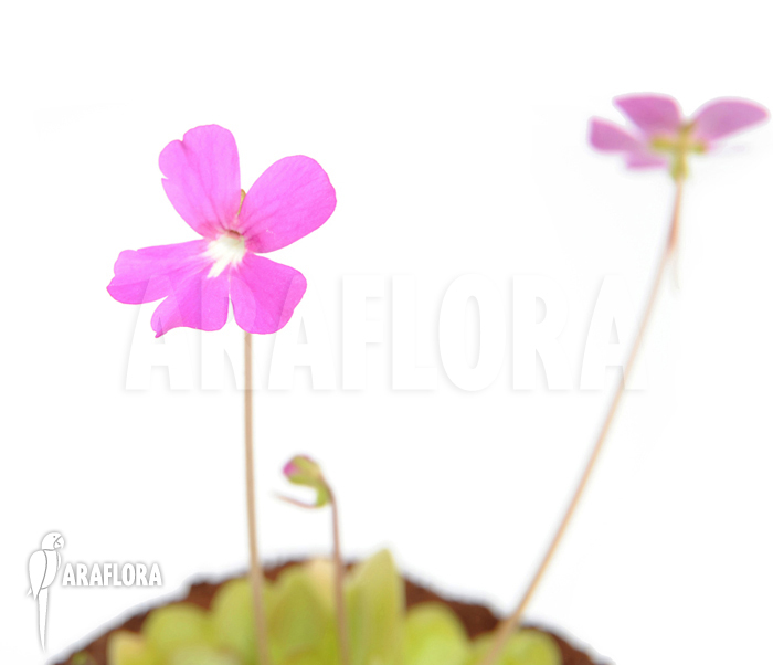 Pinguicula x ‚Weser‘