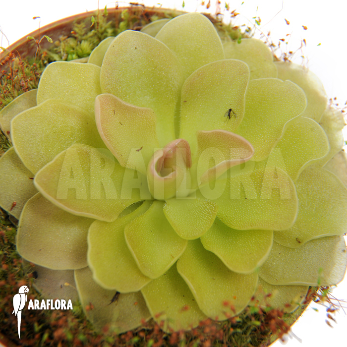 Pinguicula x ‚Weser‘