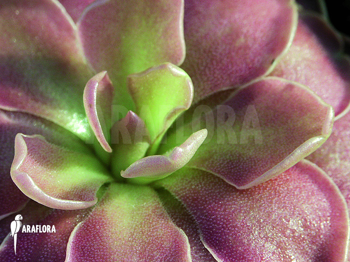 Pinguicula x ‚Weser‘
