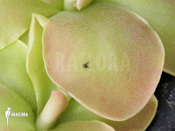 Pinguicula x ‚Weser‘