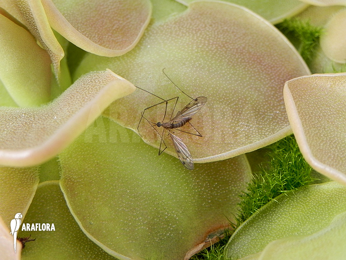 Pinguicula x ‚Weser‘