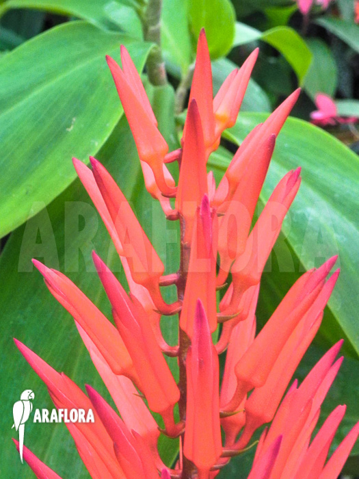 Pitcairnia flammea flower