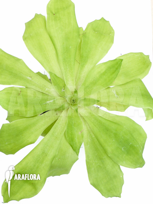 Pitcairnia tabuliformis