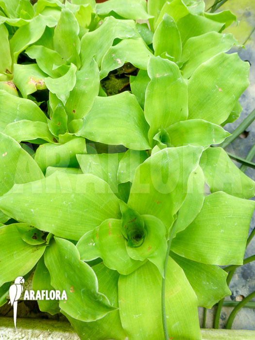 Pitcairnia tabuliformis Starter