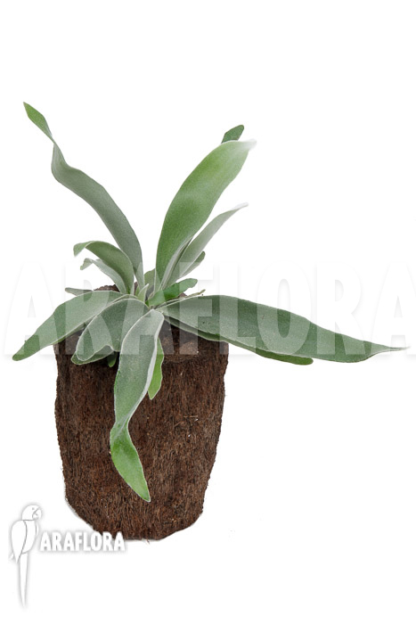 Platycerium veitchii ‚M‘