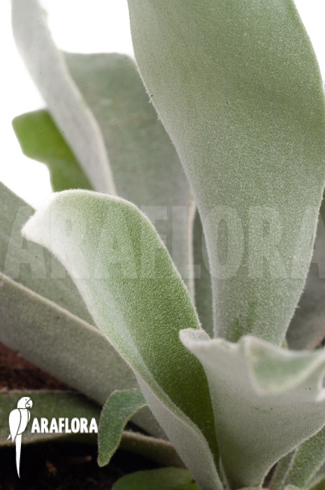 Platycerium veitchii ‚M‘