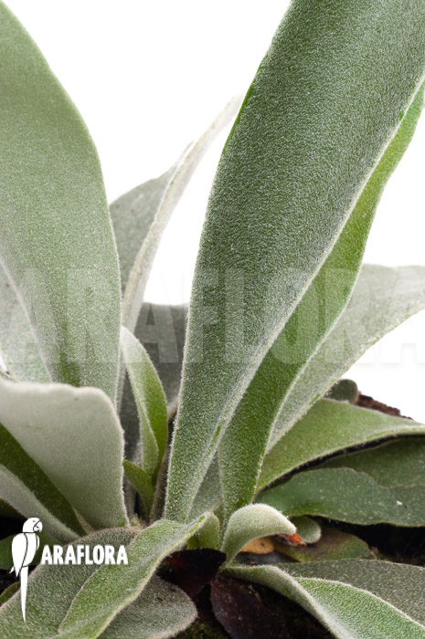 Platycerium veitchii ‚M‘