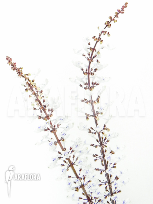 Plectranthus oertendahlii