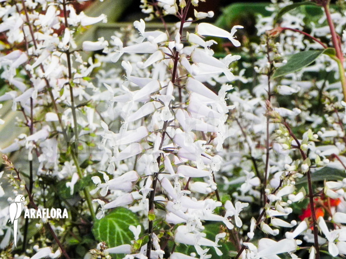Plectranthus oertendahlii