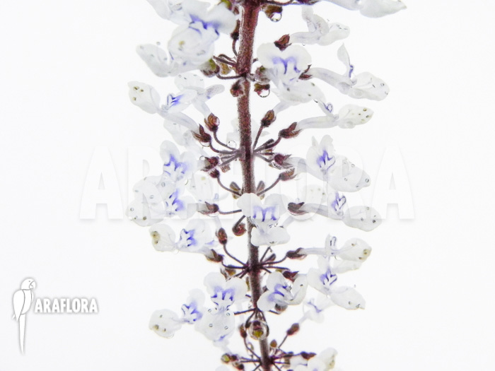Plectranthus oertendahlii