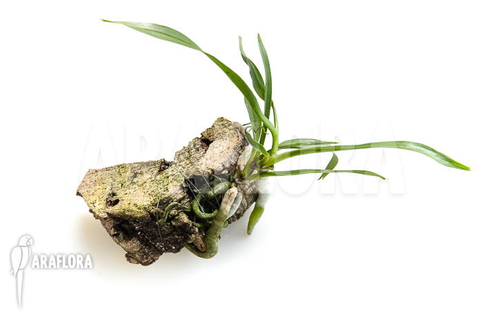 Plectrelminthus caudatus