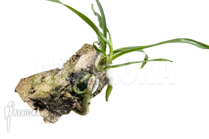 Plectrelminthus caudatus