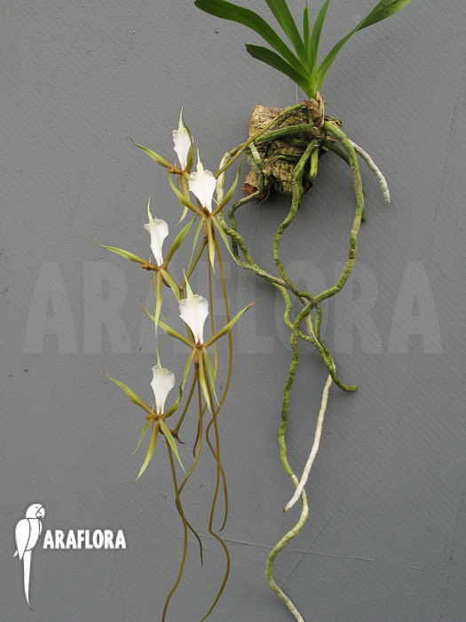 Plectrelminthus caudatus flower