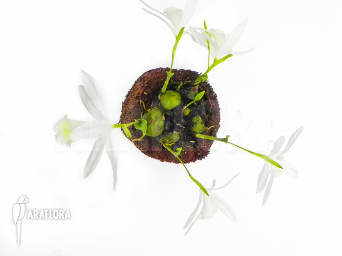 Pleione formosana white