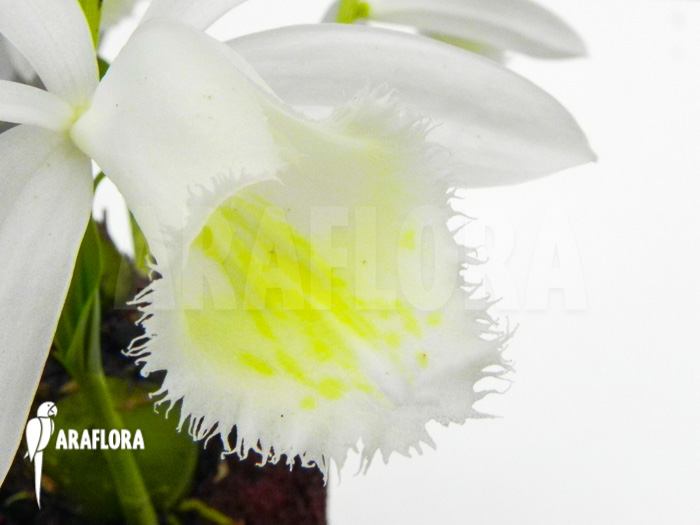 Pleione formosana white