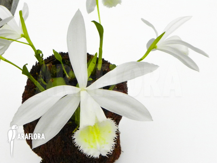Pleione formosana white