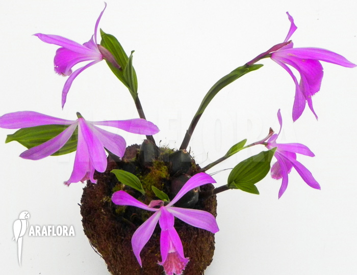 Pleione formosana purple