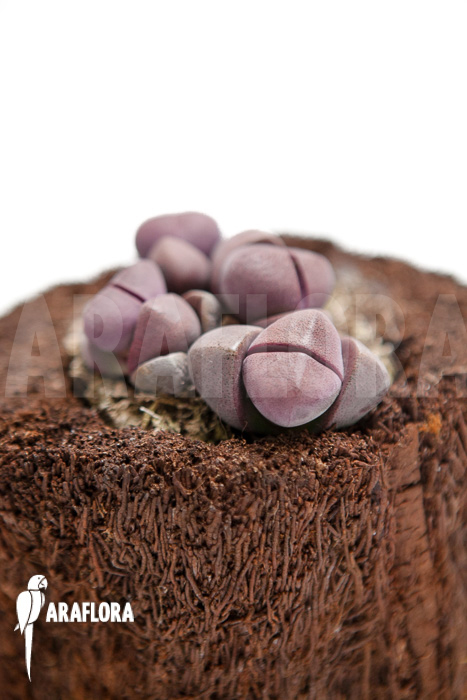 Pleiospillos nelii rubra