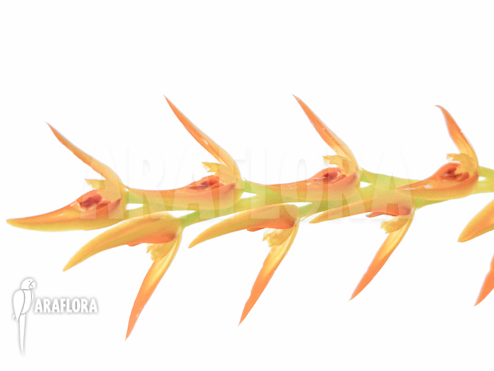 Pleurothallis species ‚Orange‘ ‚L‘