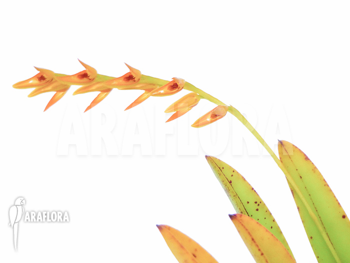 Pleurothallis species ‚Orange‘ ‚L‘