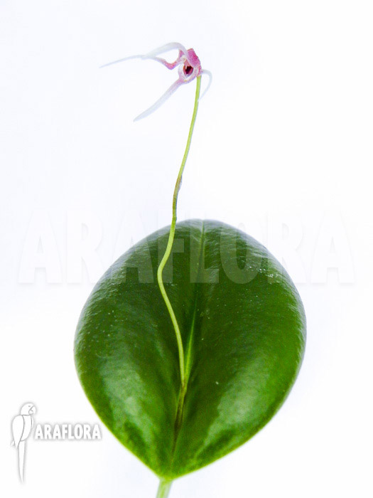 Pleurothalis (syn:Ancipitia) gratiosa