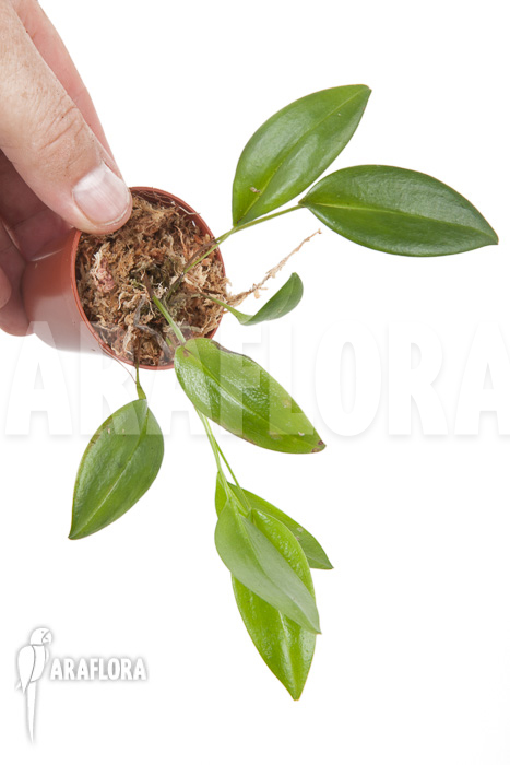 Pleurothalis (syn:Ancipitia) gratiosa