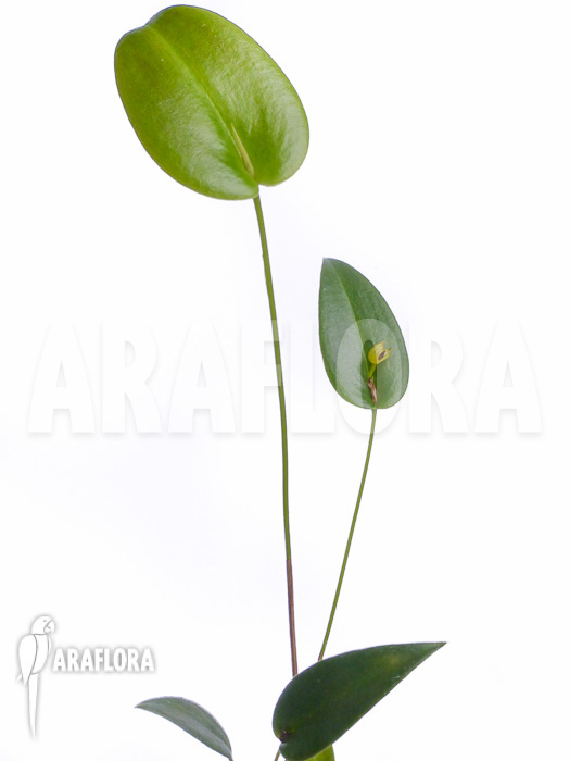Pleurothallis bothros