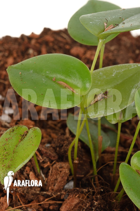 Pleurothallis bothros