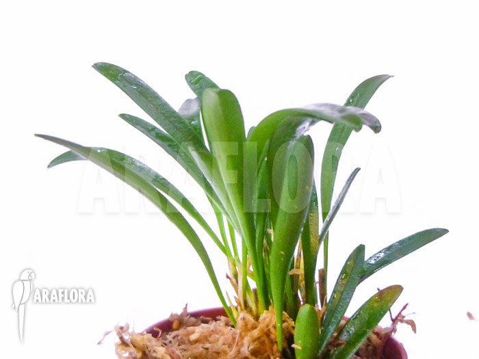 Pleurothallis costaricensis