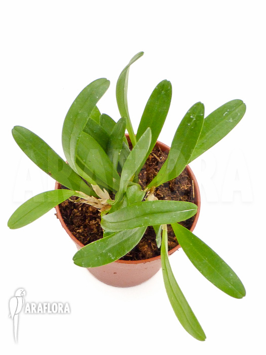 Pleurothallis costaricensis