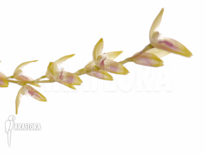 Pleurothallis costaricensis Flower