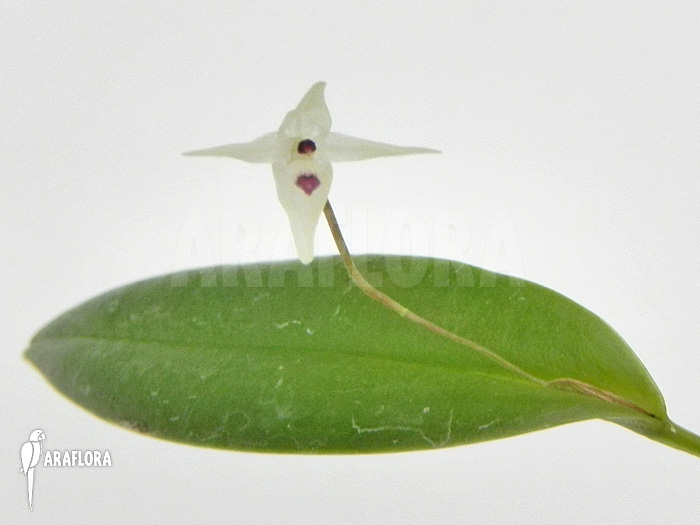Pleurothallis eumecocaulon