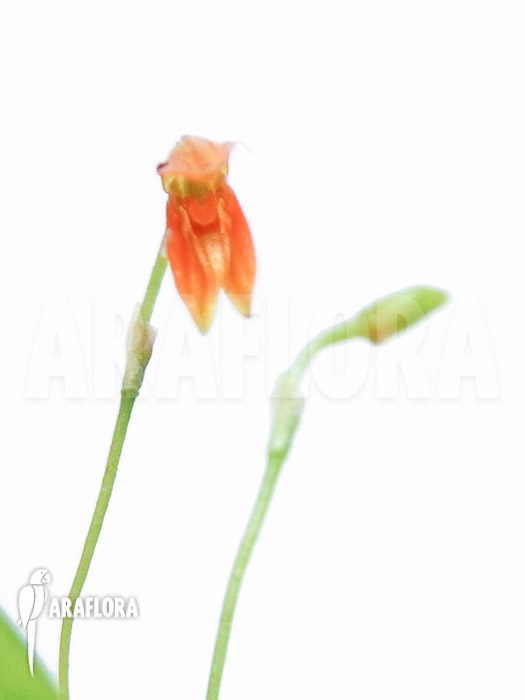 Pleurothallis glandulosa flower