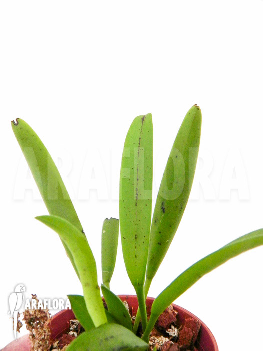 Pleurothallis glumacea