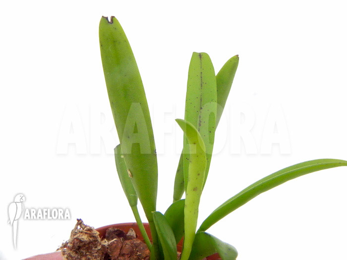 Pleurothallis glumacea