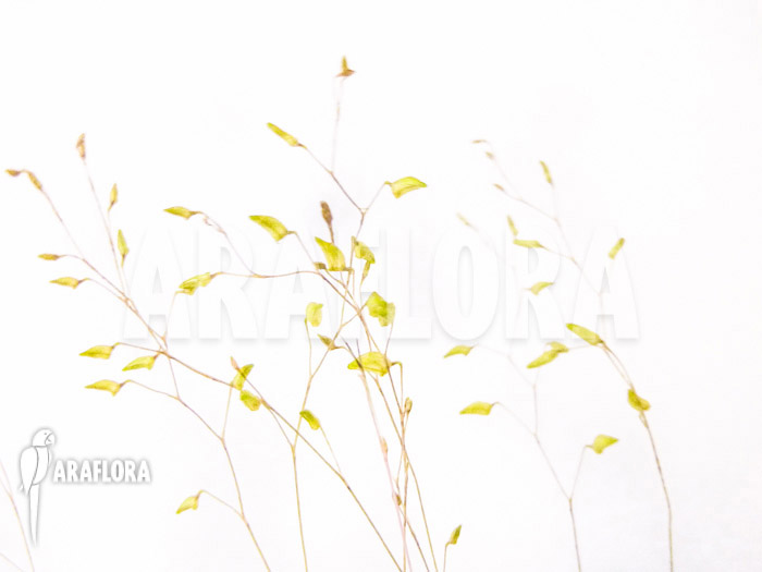 Pleurothallis grobyi