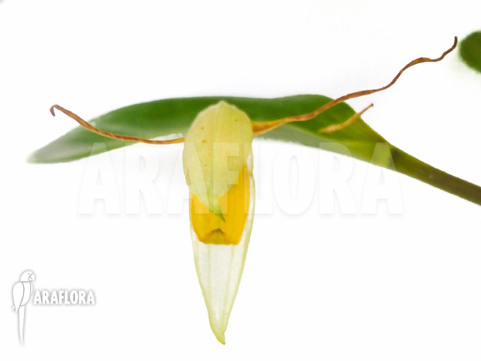Pleurothallis hemirhoda