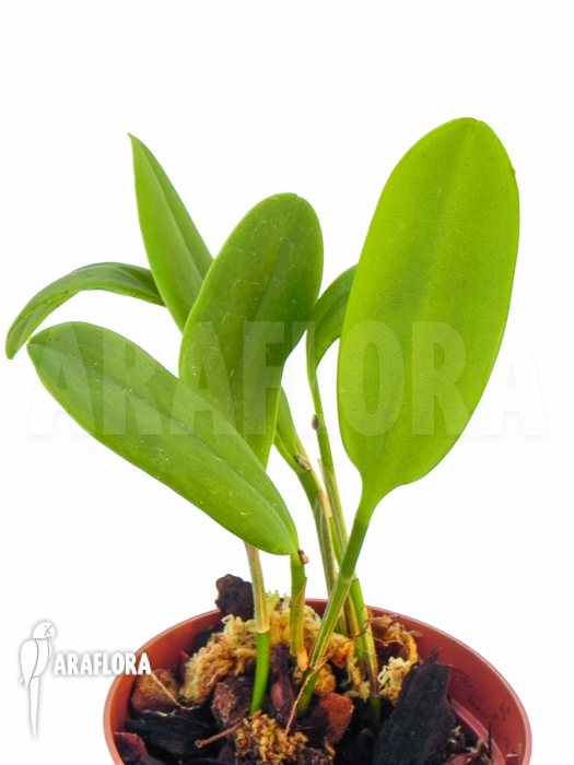 Pleurothallis obovata